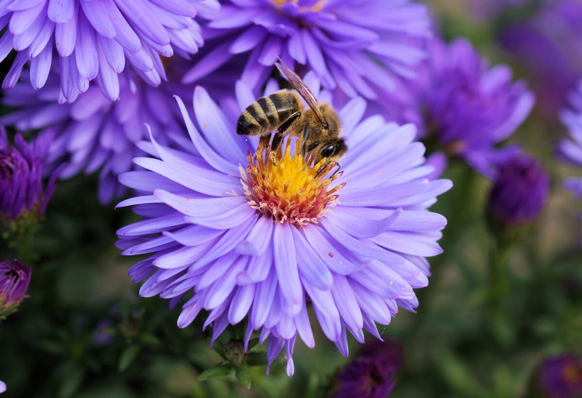 bee on a flower