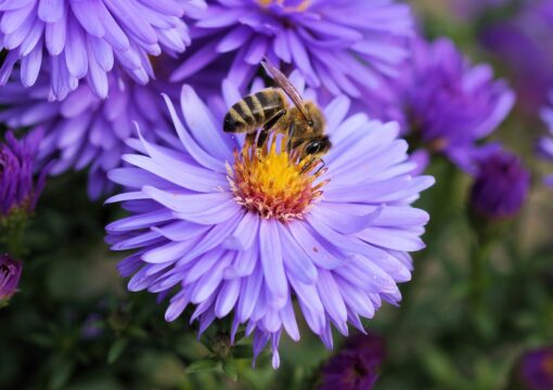 bee on a flower