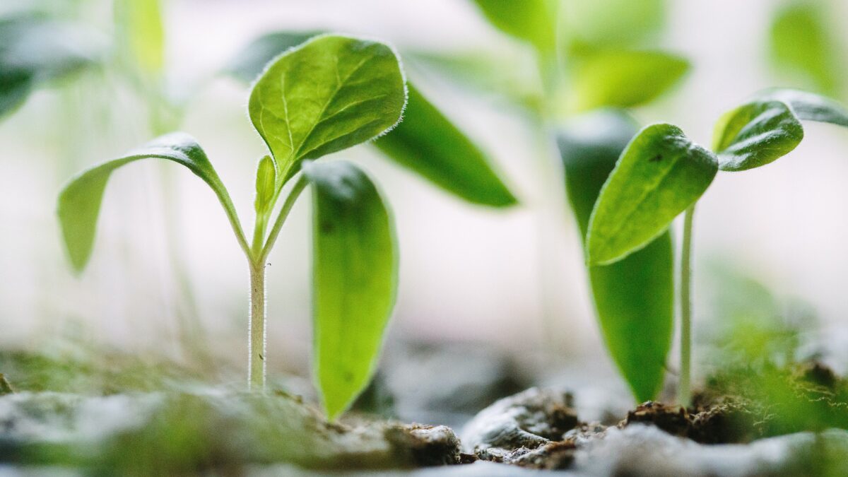 Plants growing