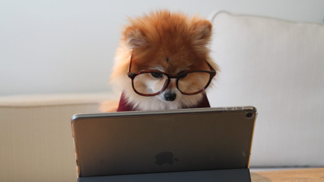 A dog wearing glasses looking at an iPad