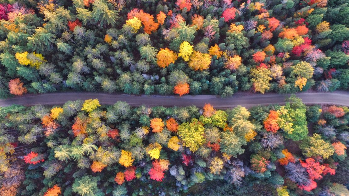 Autumn forest with a straight road running through it