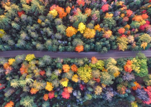 Autumn forest with a straight road running through it