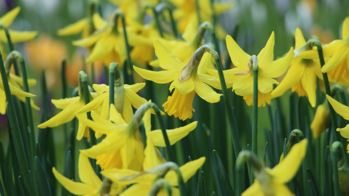 Daffodils