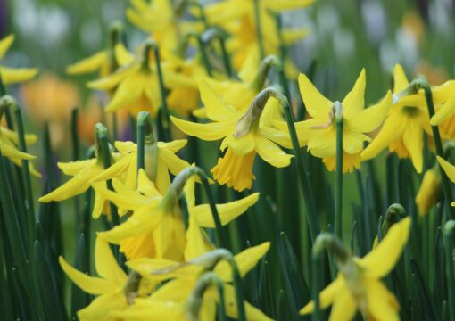 Daffodils