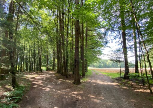 A fork in a forest path