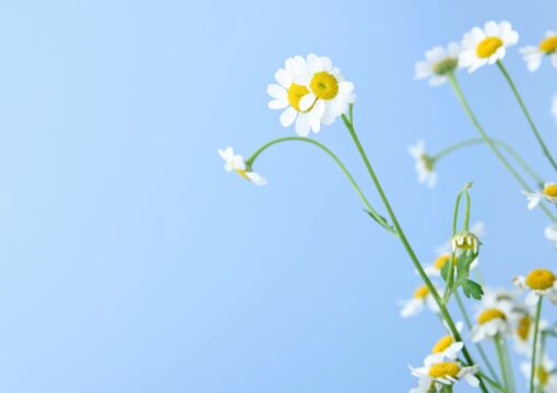 daisy