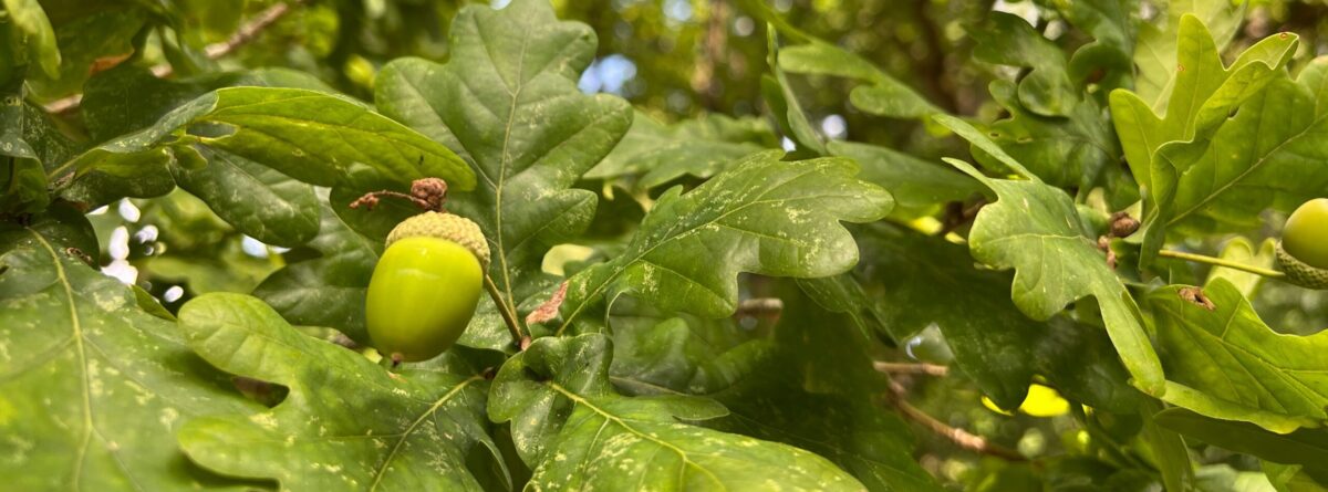 Acorn
