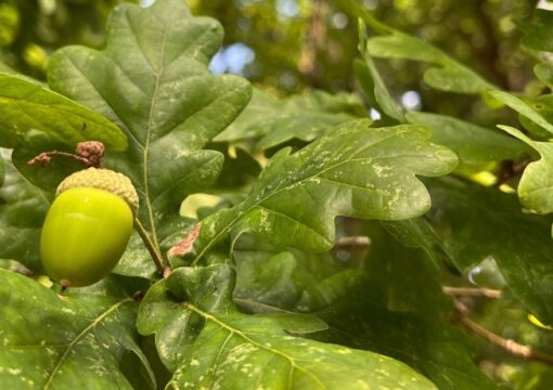 Acorn