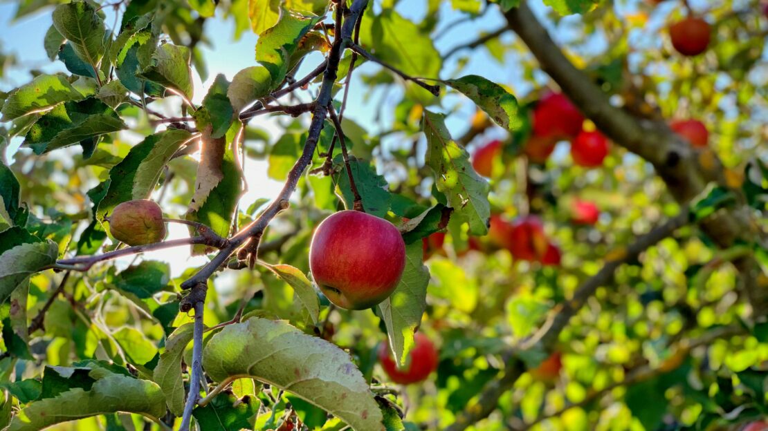 Apples on a tree