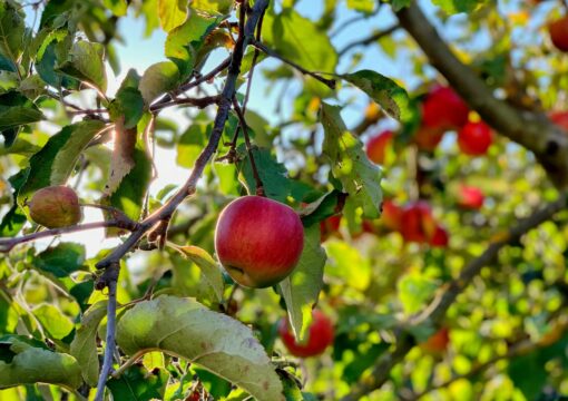 Apples on a tree