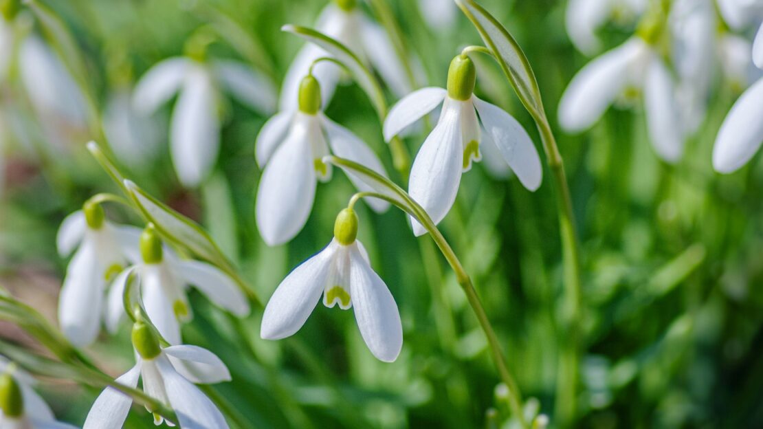 Snowdrops