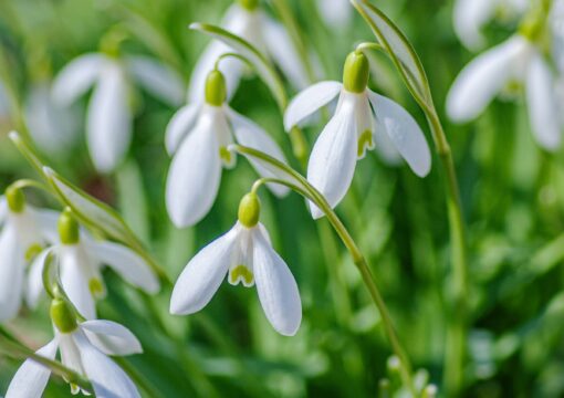 Snowdrops