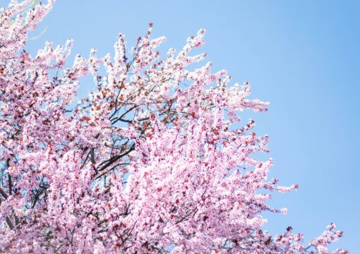 cherry blossom