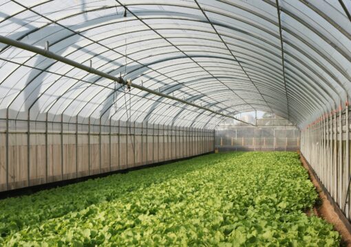 Greenhouse